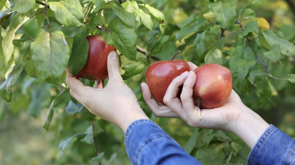 idées d'offres DivinEnergY Pommes